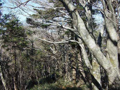 http://entotsuyama.hobby-web.net/46kagechione.jpg