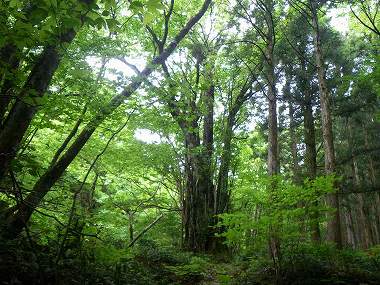 http://entotsuyama.hobby-web.net/nishinokawa36oji51.jpg