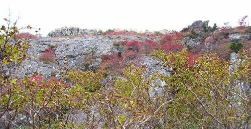 http://entotsuyama.hobby-web.net/img4813.jpg