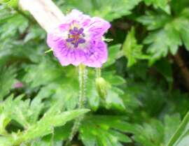http://entotsuyama.hobby-web.net/img5140.jpg