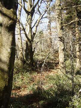http://entotsuyama.hobby-web.net/47one.jpg