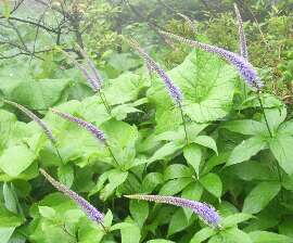 http://entotsuyama.hobby-web.net/img5141.jpg