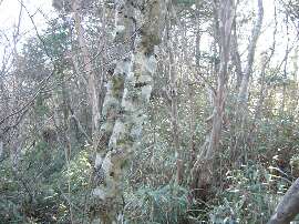 http://entotsuyama.hobby-web.net/48one.jpg