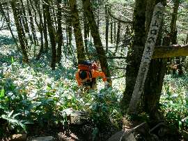http://entotsuyama.hobby-web.net/64shiunsan.jpg
