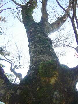 http://entotsuyama.hobby-web.net/50buna.jpg