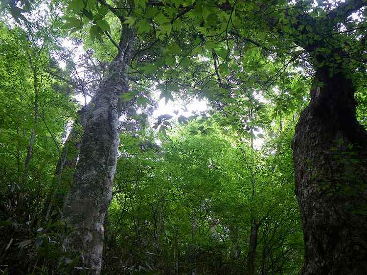 http://entotsuyama.hobby-web.net/nishinokawa36oji54big.jpg