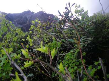 http://entotsuyama.hobby-web.net/suishou64.jpg