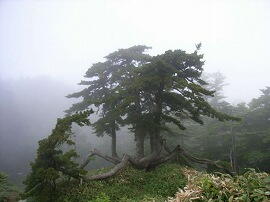 http://entotsuyama.hobby-web.net/img5143.jpg