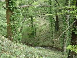 http://entotsuyama.hobby-web.net/img5145.jpg
