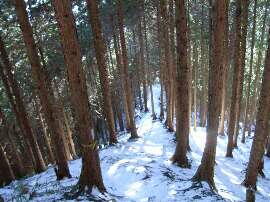 http://entotsuyama.hobby-web.net/img5030.jpg