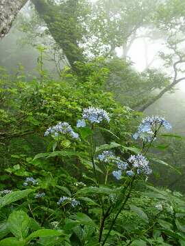 http://entotsuyama.hobby-web.net/img5146.jpg