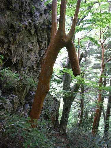 http://entotsuyama.hobby-web.net/nishinokawa36oji58.jpg