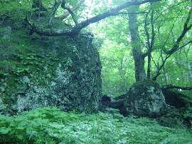http://entotsuyama.hobby-web.net/img5149.jpg