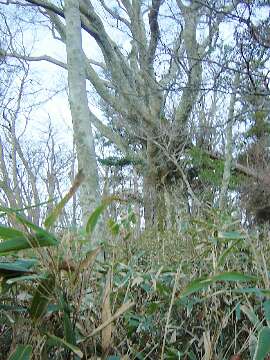 http://entotsuyama.hobby-web.net/58suzutake.jpg