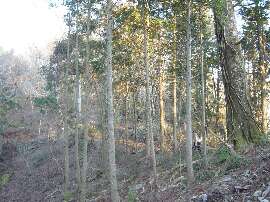 http://entotsuyama.hobby-web.net/59rindou.jpg