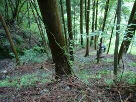 http://entotsuyama.hobby-web.net/img5151.jpg