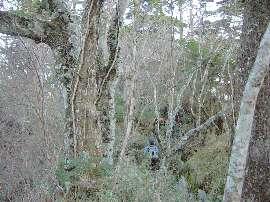 http://entotsuyama.hobby-web.net/61peakhe.jpg