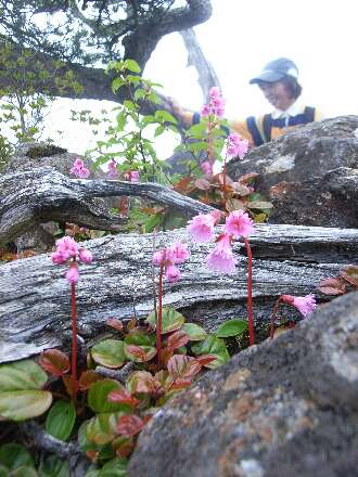 http://entotsuyama.hobby-web.net/ishikitajun65.jpg
