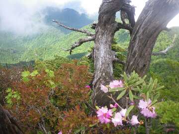 http://entotsuyama.hobby-web.net/suishou79.jpg