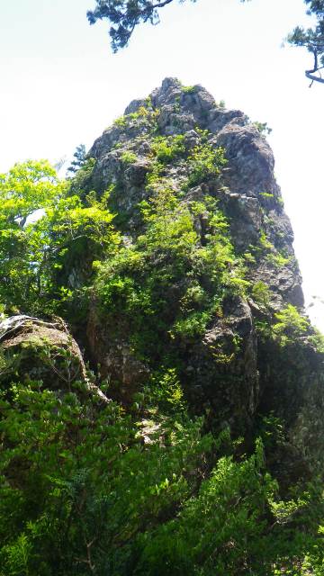 http://entotsuyama.hobby-web.net/IMGP7626.jpg