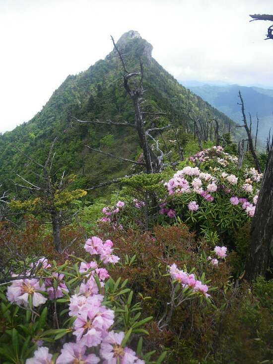 http://entotsuyama.hobby-web.net/suishou80.jpg