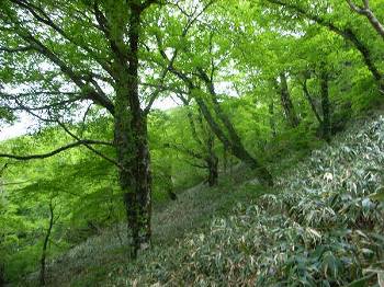 http://entotsuyama.hobby-web.net/ishikitajun69.jpg