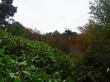 http://entotsuyama.hobby-web.net/IMGP1943.jpg