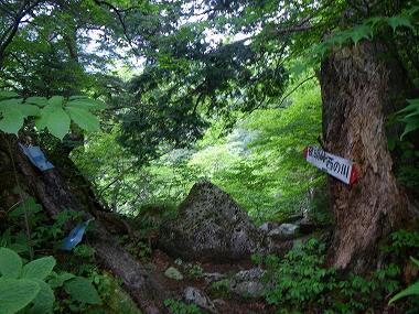 http://entotsuyama.hobby-web.net/nishinokawa36oji75.jpg