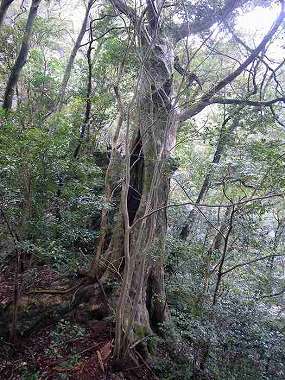 http://entotsuyama.hobby-web.net/ohjisha1st91.jpg