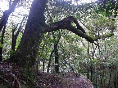 http://entotsuyama.hobby-web.net/ohjisha1st93.jpg