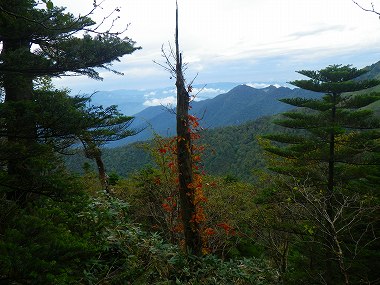 http://entotsuyama.hobby-web.net/IMGP1954.jpg