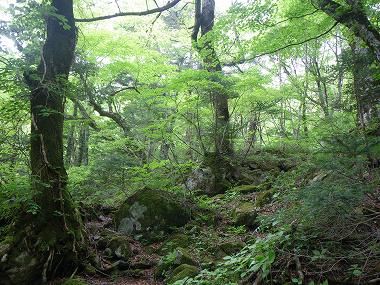 http://entotsuyama.hobby-web.net/nishinokawa36ojiadd-4.jpg