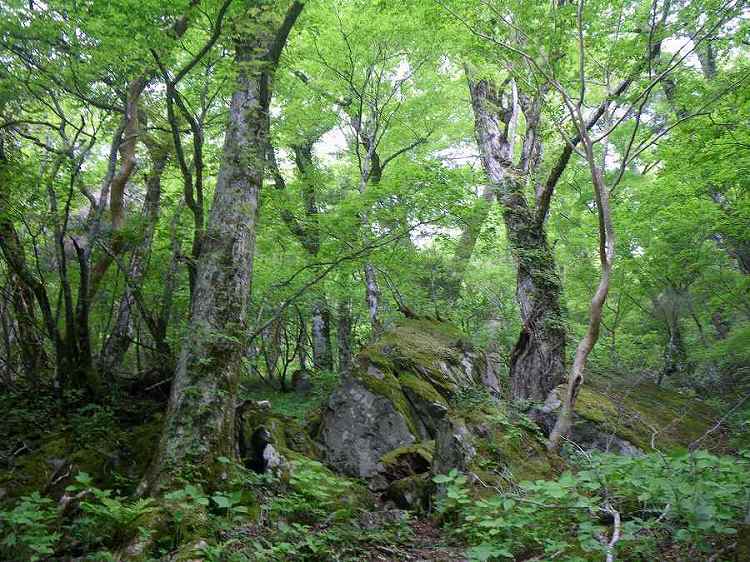 http://entotsuyama.hobby-web.net/nishinokawa36oji82big.jpg