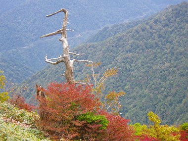 http://entotsuyama.hobby-web.net/IMGP1964.jpg