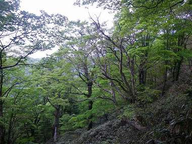 http://entotsuyama.hobby-web.net/nishinokawa36oji89.jpg