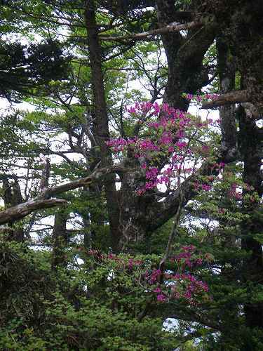 http://entotsuyama.hobby-web.net/nishinokawa36oji96.jpg