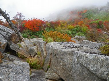 http://entotsuyama.hobby-web.net/IMGP2017.jpg