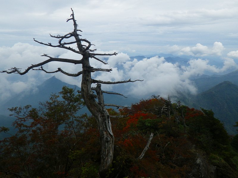 http://entotsuyama.hobby-web.net/IMGP2029.jpg