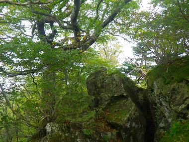 http://entotsuyama.hobby-web.net/IMGP2039.jpg